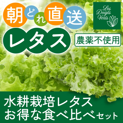 水耕栽培レタスお得な食べ比べセット